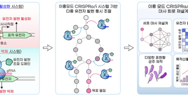 KAIST's Dual-Mode CRISPR Controls Genes Simultaneously